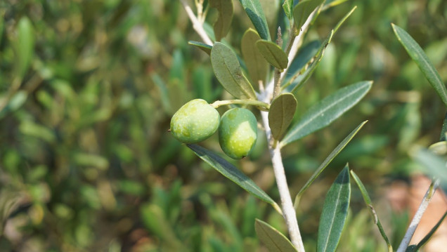 imagen Realizan curso de posgrado en riego y fertilización en olivo