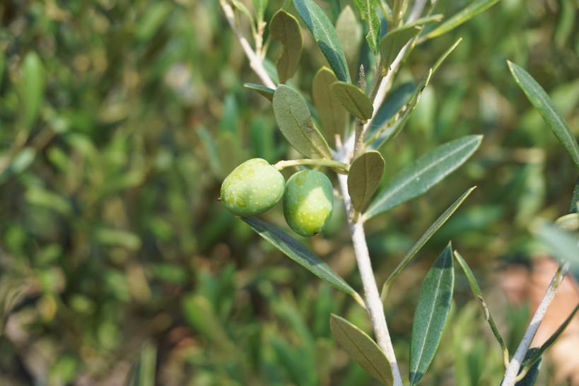 imagen Realizan curso de posgrado en riego y fertilización en olivo