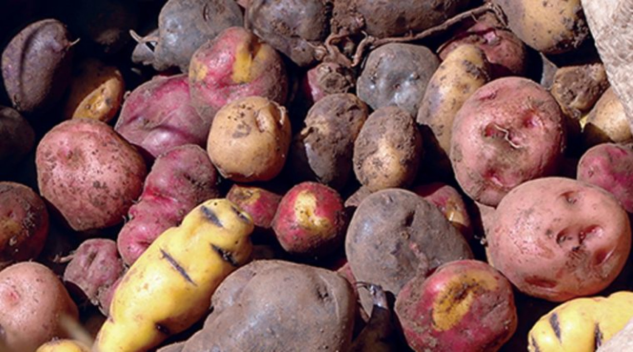 imagen Postulan para beca doctoral de CONICET sobre papas silvestres