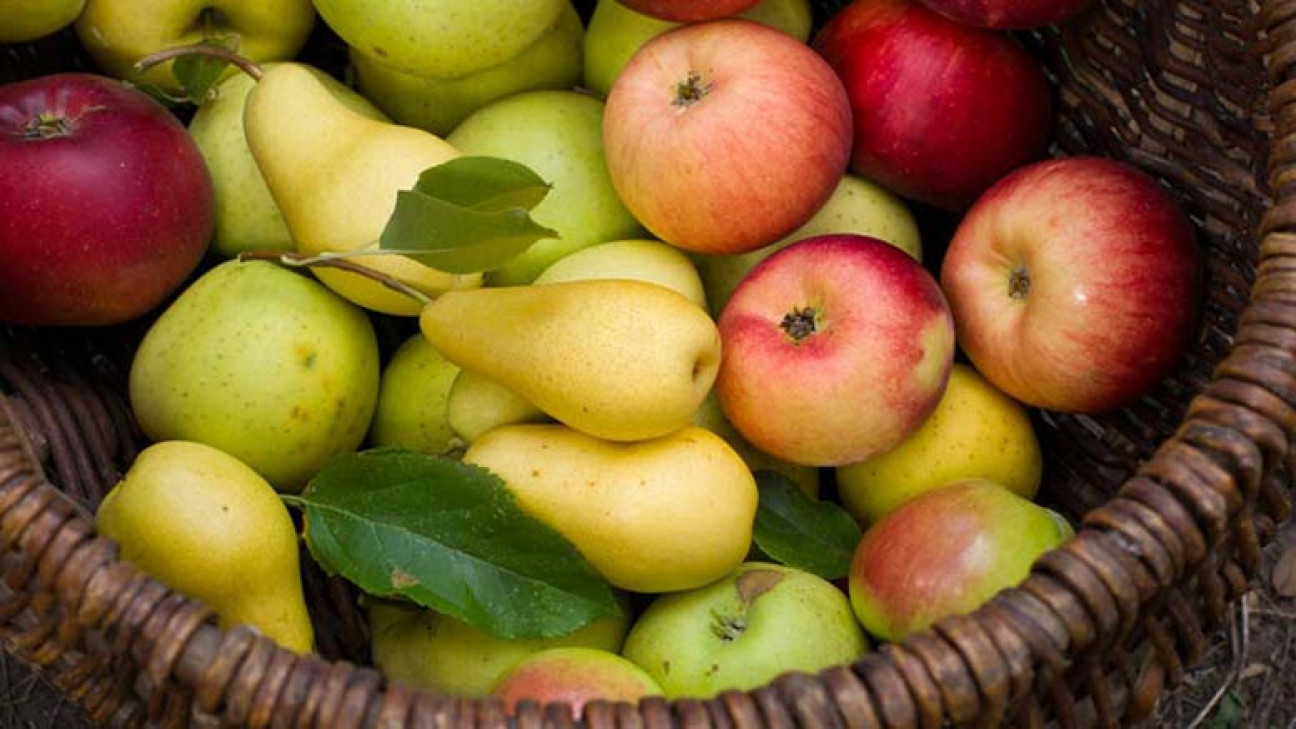 imagen Inscriben a materia optativa de la Cátedra de Fruticultura