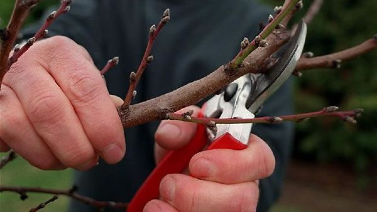 imagen Inscriben a optativa de la Cátedra de Fruticultura