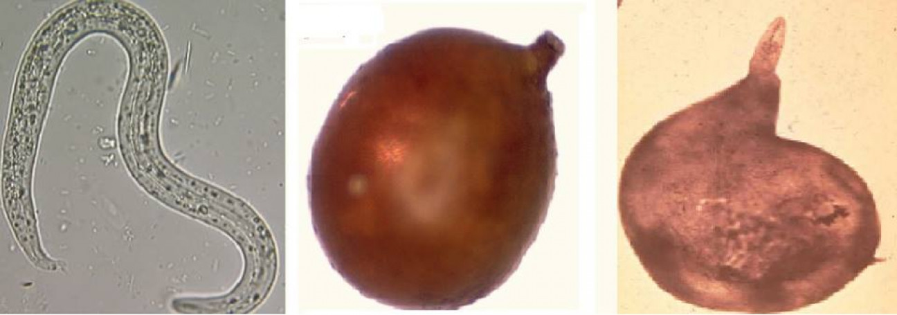 imagen Comienza curso de Nematología