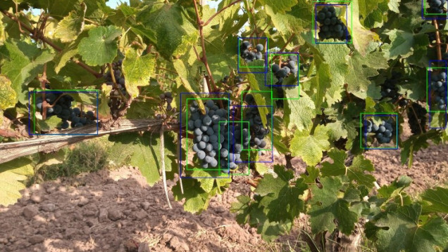 imagen Aplican inteligencia artificial para mejorar el pronóstico de cosecha