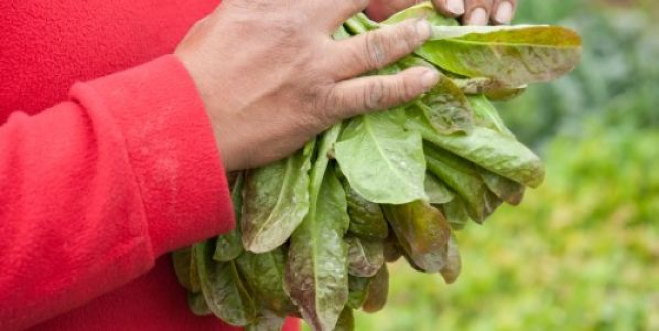 imagen Realizan curso online gratuito de Agroecología