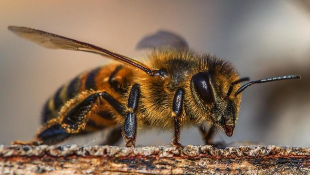 imagen Inscriben para optativas de apicultura