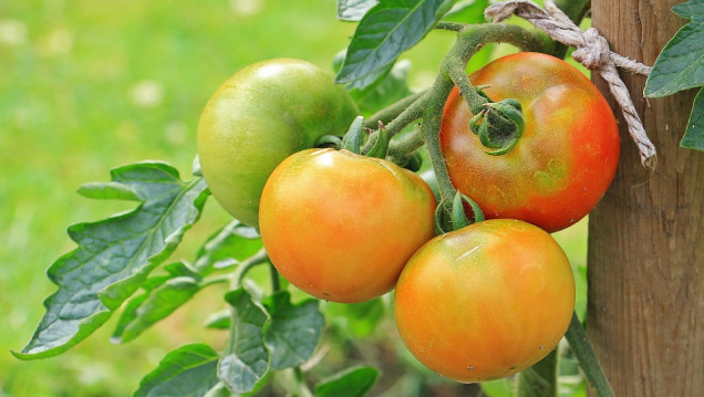 imagen Buscan becario para formarse en el cultivo de tomate 
