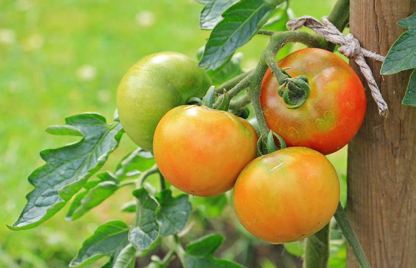 imagen Buscan becario para formarse en el cultivo de tomate 