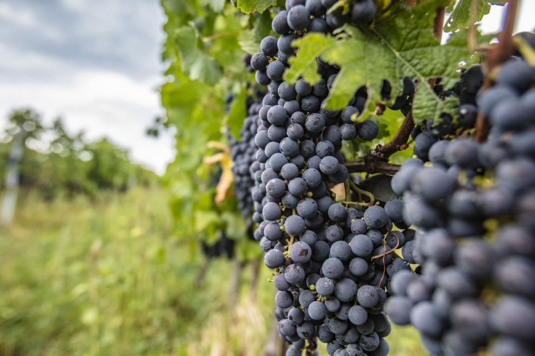 imagen Invitan a degustar vinos Malbec, Bonarda y Tempranillo