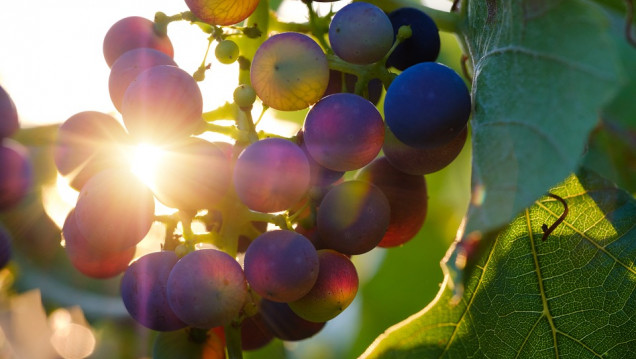 imagen Darán capacitación en la FCA sobre producción sustentable en el sector vitivinícola