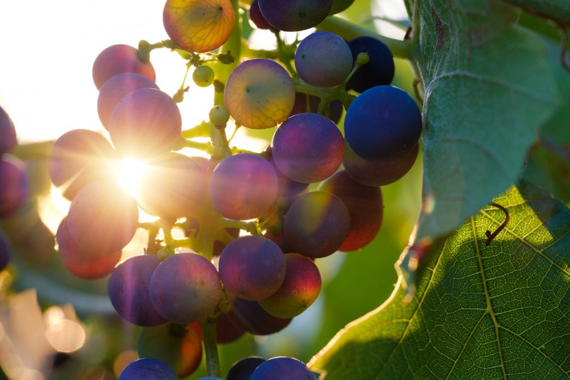 imagen Darán capacitación en la FCA sobre producción sustentable en el sector vitivinícola