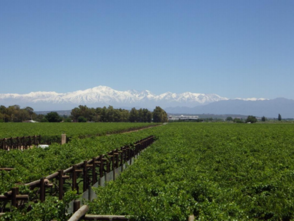 imagen Se realizó Coloquio Internacional "Patrimonio, turismo y valorización de los territorios de la vid y del vino"