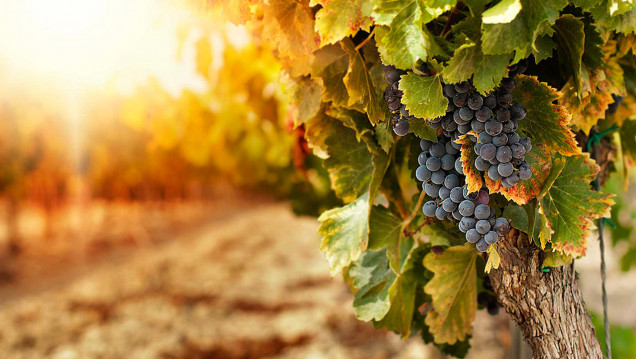 imagen Convocan a concurrencia de investigación sobre "Agrovoltaismo para viñedos"