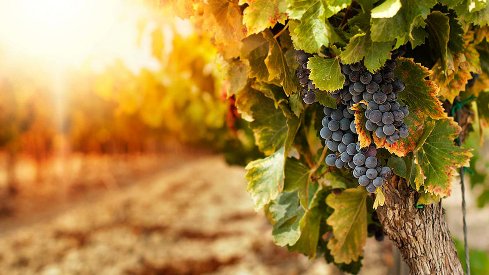 imagen Convocan a concurrencia de investigación sobre "Agrovoltaismo para viñedos"