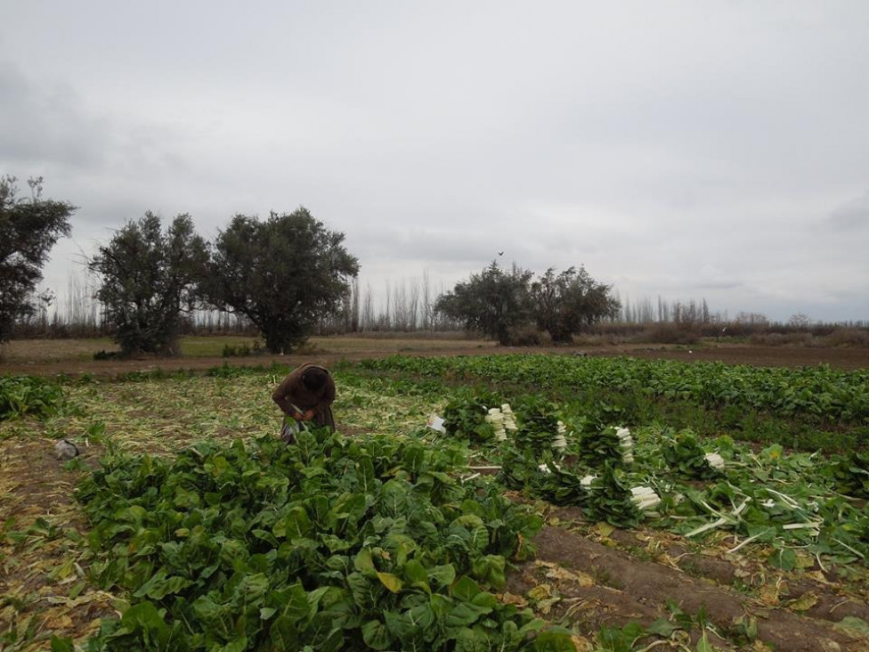 imagen La Decana de Ciencias Agrarias disertó en la Cámara de Diputados de la Nación