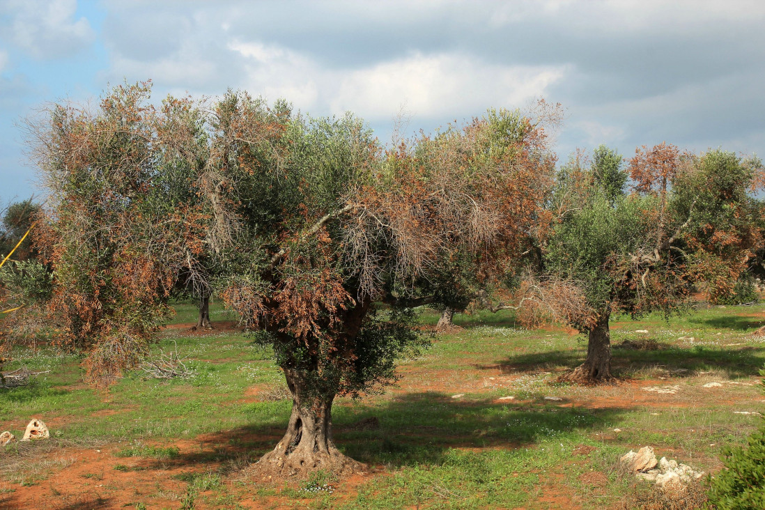 imagen Docente e investigador italiano dicta seminario sobre bacteria que afecta los olivos